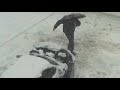 Cesko sings in the snow