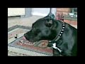 Cute Staffy being Spoon Fed Cute Staffy being Spoon Fed