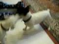 Chloe and Leo scrap over a toy