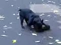 A human trapped in a body of a dog