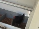 Bonaire Egg Laying Chicken