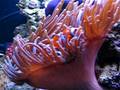 videos de 24 gallon nano cube.... 2 months