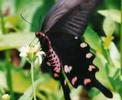 Wonderfull Butterflies (Farfalle creature meravigliosi)