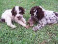 Lagotto Puppies with their first bone