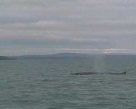 fin whale