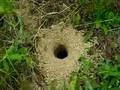 Western Yellowjacket Nest (Vespula Pensylvanica)