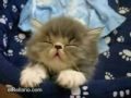 Lustige Katzen