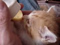Sucking a milk!  (=^..^=)