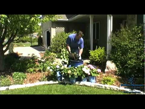how to transplant endless summer hydrangea
