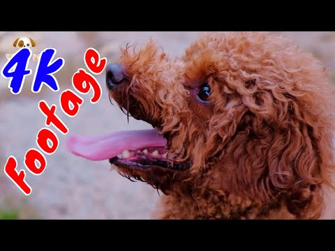 Những Cảnh Quay Đẹp Chất Lượng 4K Viral Dog Tập 3