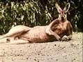 Me and You, Kangaroo by Bert Salzman - Award Winning Film