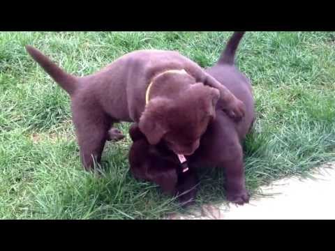 5 Weeks Old – Ruby’s Chocolate Labrador Retriever Puppies