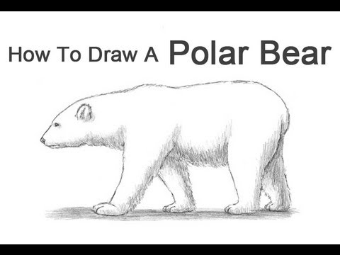 how to draw bear