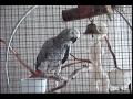 Talking Parrot that meows, whistles for dog, and blows kisses