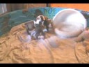 PuppyGal's English bulldog puppies playing!
