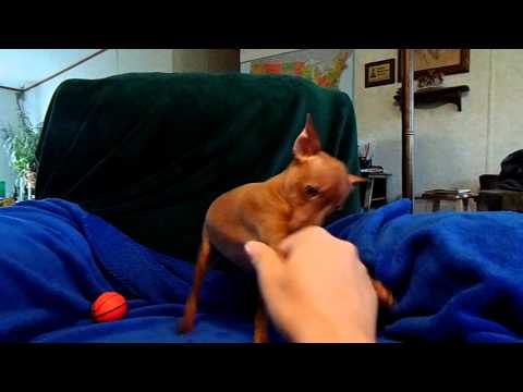 AKC red nosed red - Cricket 03-31-14