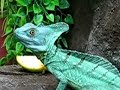 Stirnlappenbasilisk is watching me