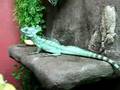 Stirnlappenbasilisk is watching me
