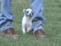 North American Miniature Australian Shepherd