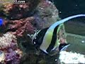 Moorish Idol Eating