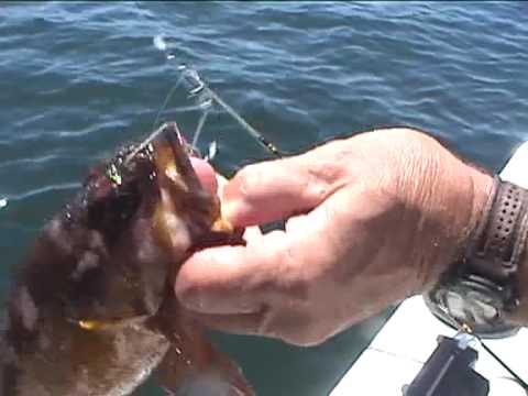 Rock fishing save fish with ...