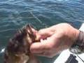 Rock fishing save fish with barotruama air bladder floater