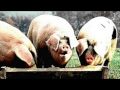 videos de Tory MP Steen says: 