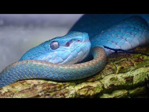YouTube reptile video
