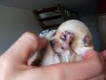 Cutest thing ever! B�b�/Chiot chihuahua