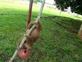 Baby Sloth in Panama
