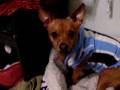 videos de Koby Bath