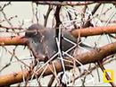 Birds! Birds! Birds! 19