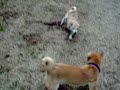 mochi-and-dachi-playing-together.html