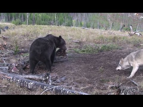 how to locate wolves