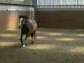 World Horse Welfare ILPH