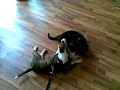 Jersey und der Rottweiler Welpe Jersey und der Rottweiler Welpe