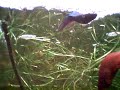 Betta fish mating ! Sziámi harcoshalaim szaporodása ! Betta fish mating ! Sziámi harcoshalaim szaporodása !