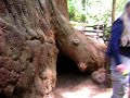 Honey Tree