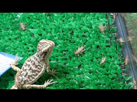 Baby Bearded Dragon Eating Crickets