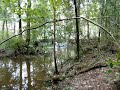 Beaver Trail Beaver Trail