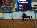 2008 World Champion Morgan horse Stallions