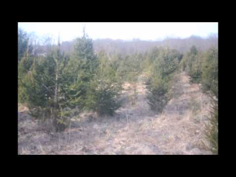 how to transplant norway spruce trees