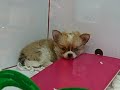 Super Cute Japanese Puppies Super Cute Japanese Puppies