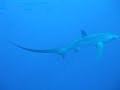 八丈島 ニタリ－Thresher shark at Hachijojima Tokyo Japan