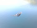 JUMP in the lake