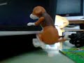 humping dog