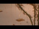White cloud mountain minnows and daphnia