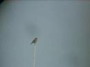 Black Redstart