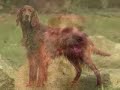 Prank Phone Call- You kicked my dog!