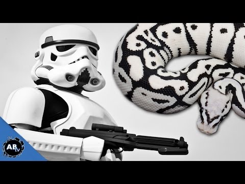YouTube reptile video